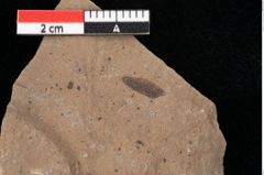 Foto (Detailansicht) von Pinus palaeostrobus Ettingshausen (NHMW-GEO-2024-0188-0209)
